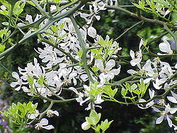 Poncirus trifoliata