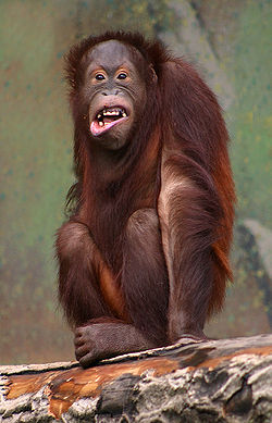 L'orang outang (ici juvénile)est capable de produire denombreuses et complexes mimiques