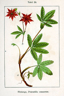 Potentilla palustris