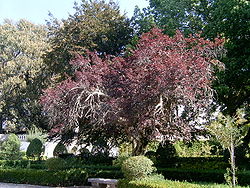  Prunus cerasiferavariété atropurpurea