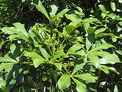  Pseudopanax lessonii