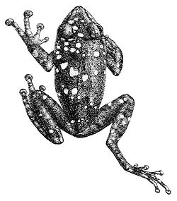  Pseudophilautus adspersus