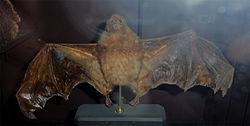 Pteropus subniger