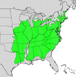 Quercus velutina en Amérique du Nord