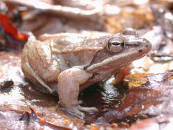  Grenouille des bois (Rana sylvatica)