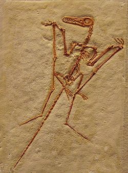  Rhamphorhynchus muensteri