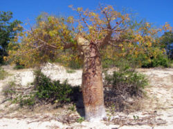 Adansonia rubrostipa Forêt sèche d'Anjajavy, Ouest de Madagascar