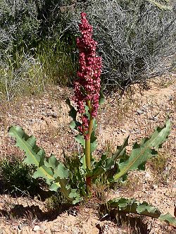  Rumex hymenosepalus