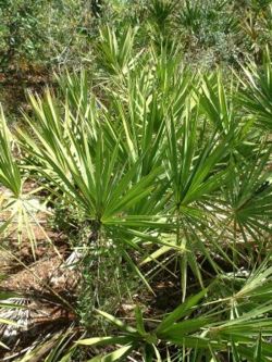  Serenoa repens