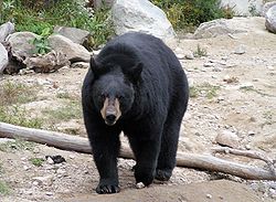  Ursus americanus