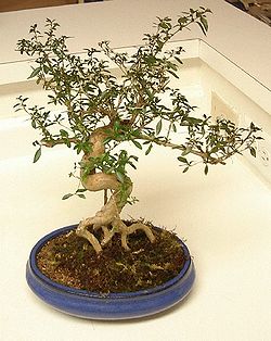  Serissa foetida (bonsaï)