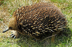 Tachyglossus aculeatus (setosus)