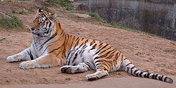  Tigre de Sibérie (Panthera tigris altaica) au zoo de Hanovre