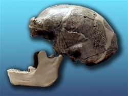  crâne de Sinanthrope, l'un des Homo erectus asiatiques