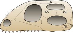 alt= Crâne de diapside j : jugal, p : pariétal, po : postorbitaire,q : carré, qj : quadratojugal, sq : squamosal