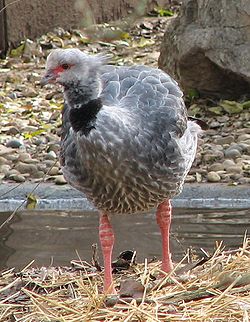  Kamichi à collier (Chauna torquata)