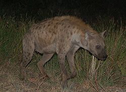  Hyène tachetée mâle