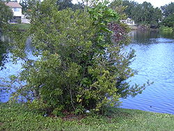  Morella cerifera ou arbre à suif