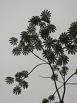  Cecropia obtusifolia