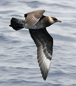  Labbe pomarin (Stercorarius pomarinus)