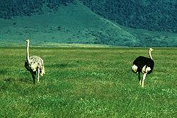  Couple d'autruches dans le Ngorongoro