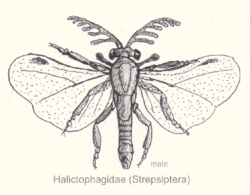  Halictophagidae (mâle)