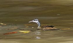  Grébifoulque d'Amérique (Heliornis fulica)