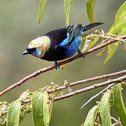  Tangara larvata