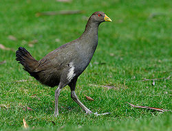  Gallinule de Tasmanie (T. mortierii)