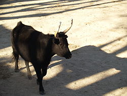 Taureau camarguais