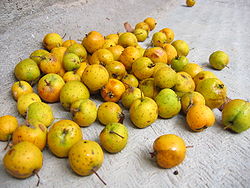  Fruits de Crataegus mexicana