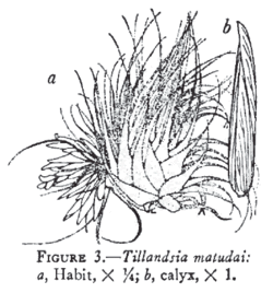 Tillandsia_matudae L.B.Sm.Illustration du protologue.