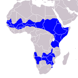 Tockus erythrorhynchus - Distribution.png