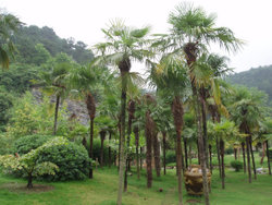  Trachycarpus fortunei