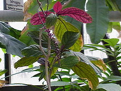  Trichostigma peruvianum