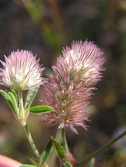  Trifolium arvense