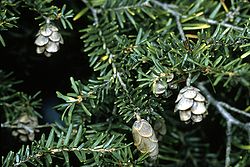  Tsuga canadensis