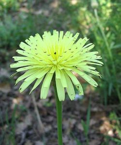  Urospermum dalechampii