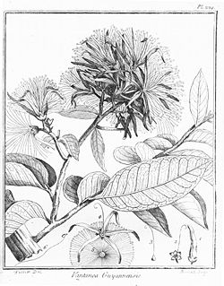  Vantanea guianensis