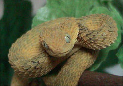  Atheris squamigera