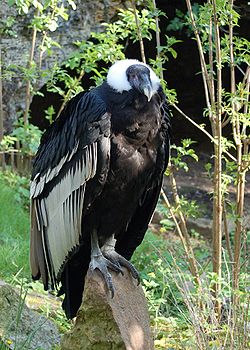  Vultur gryphus