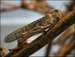  Criquet migrateur (Locusta migratoria)