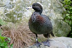  Canard bleu (Hymenolaimus malacorhynchus)