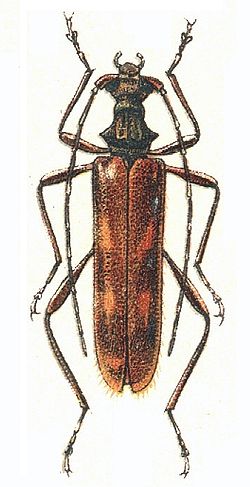  Leptorhabdium caucasicum (Kraatz, 1879), mâle
