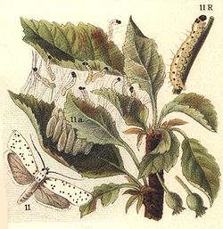  Yponomeuta malinella  (illustration ancienne)