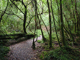 Image illustrative de l'article Parc national Alerce Andino