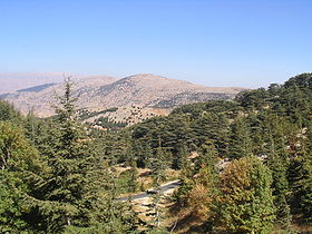 forêt autour de Barouk.