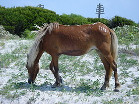 Jument de l'île Shackleford