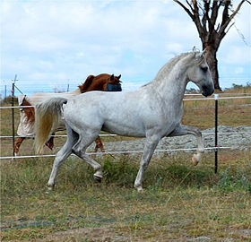 Favory Pallavicina, Lipizzan Stallion.jpg