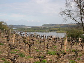 Vignoble dominant la Loire.
